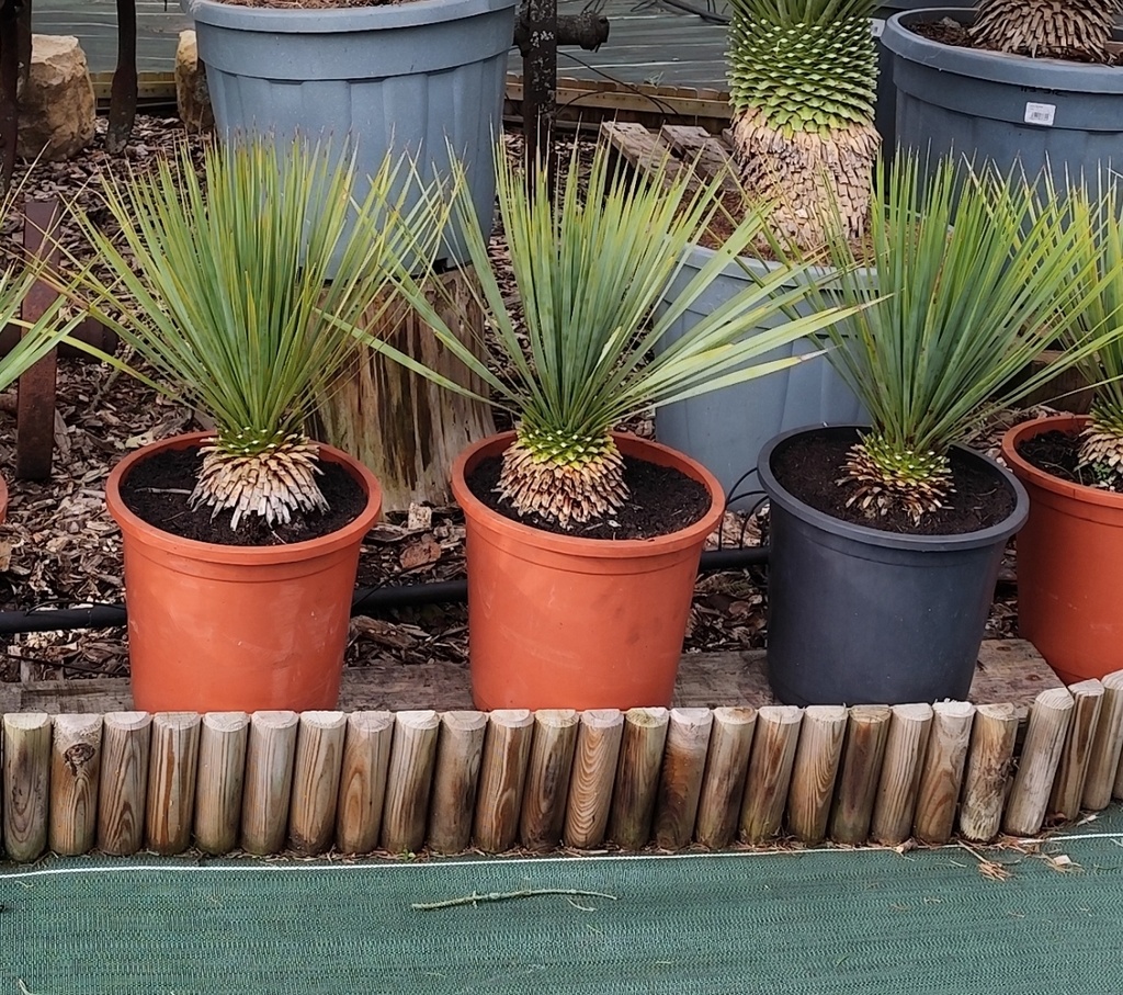 Yucca Rostrata 10L