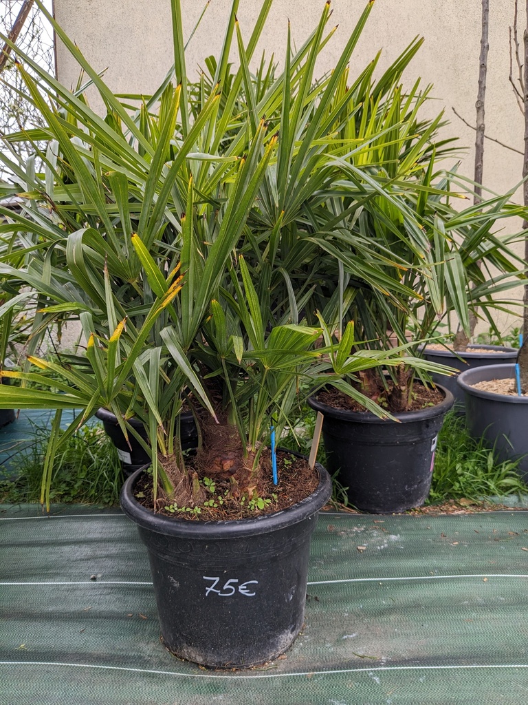 Trachycarpus multi tronc 10L