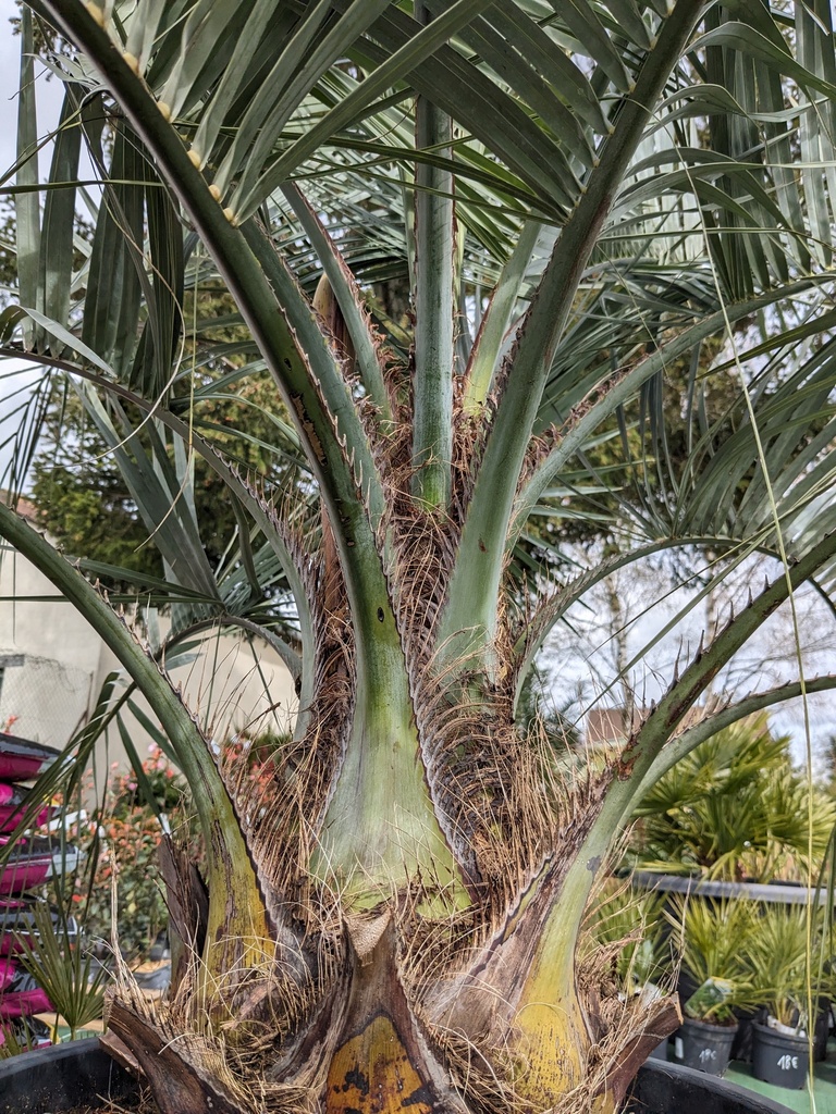 Butia capitata 70L