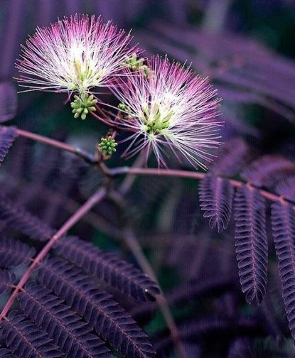 ALBIZIA summer chocolate