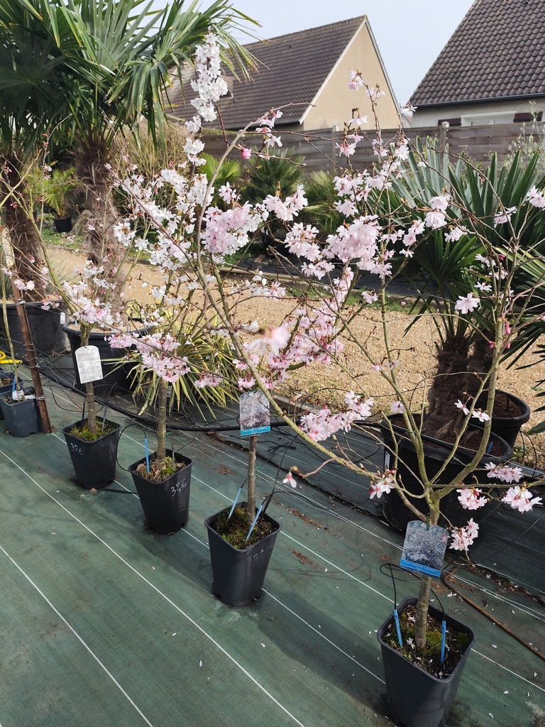 Cerisier du japon autumnalis 1/4 tige