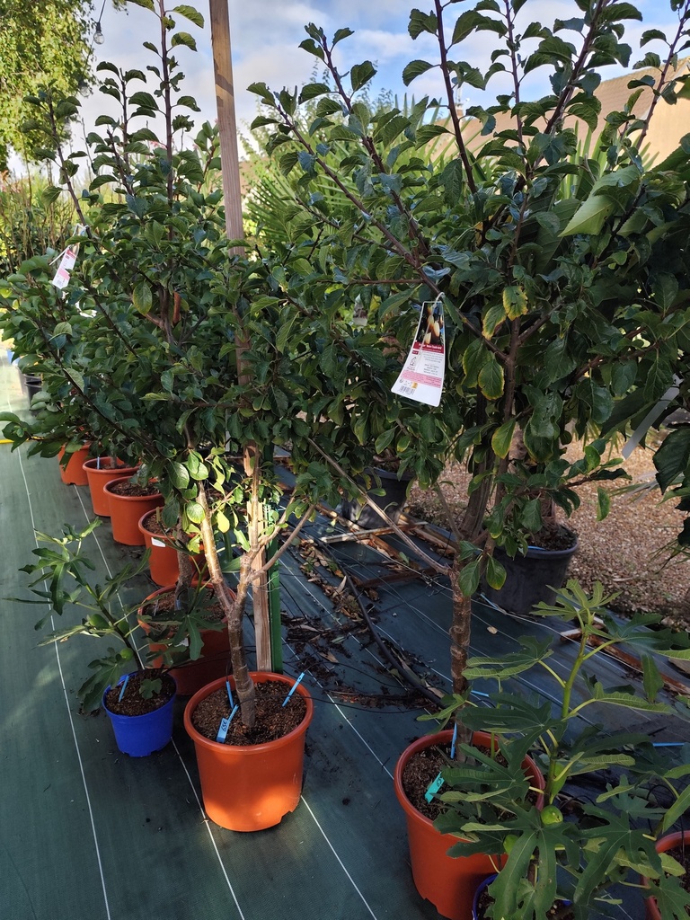 PRUNIER Reine
Claude dorée C.15L 
