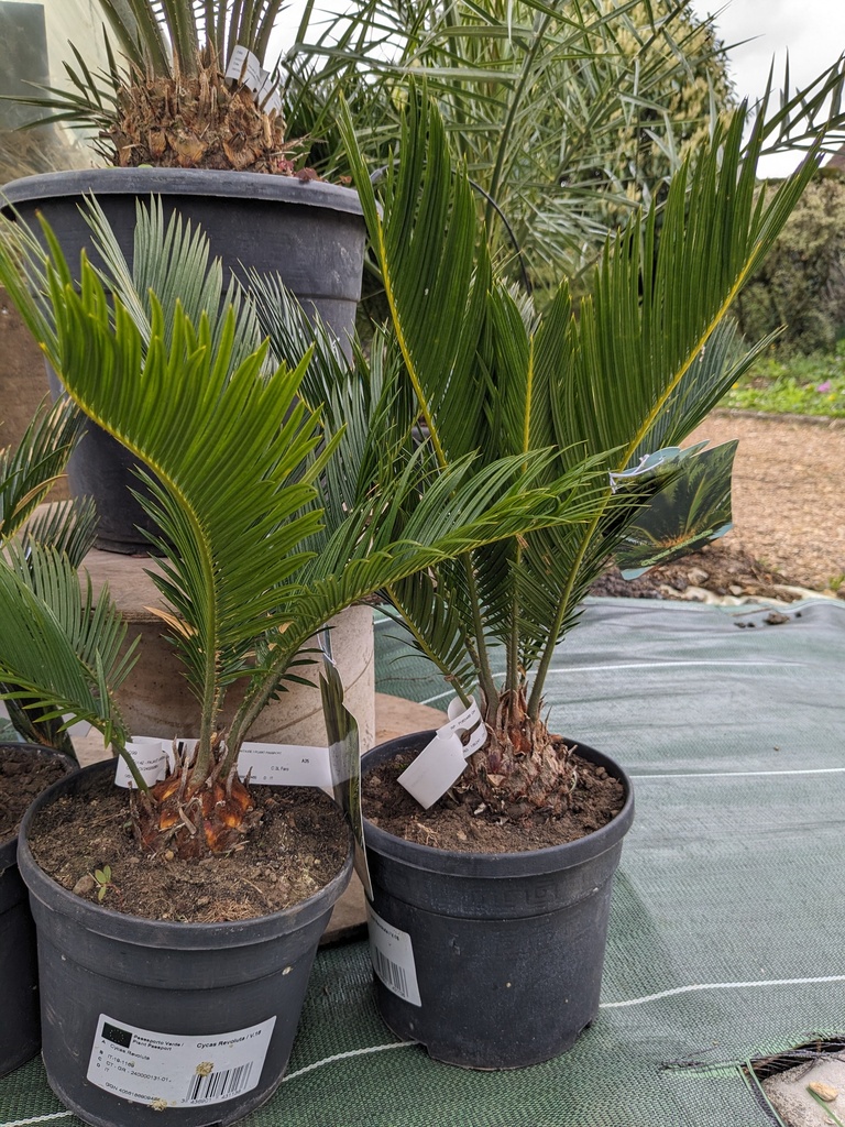 CYCAS revoluta C.3L FARO