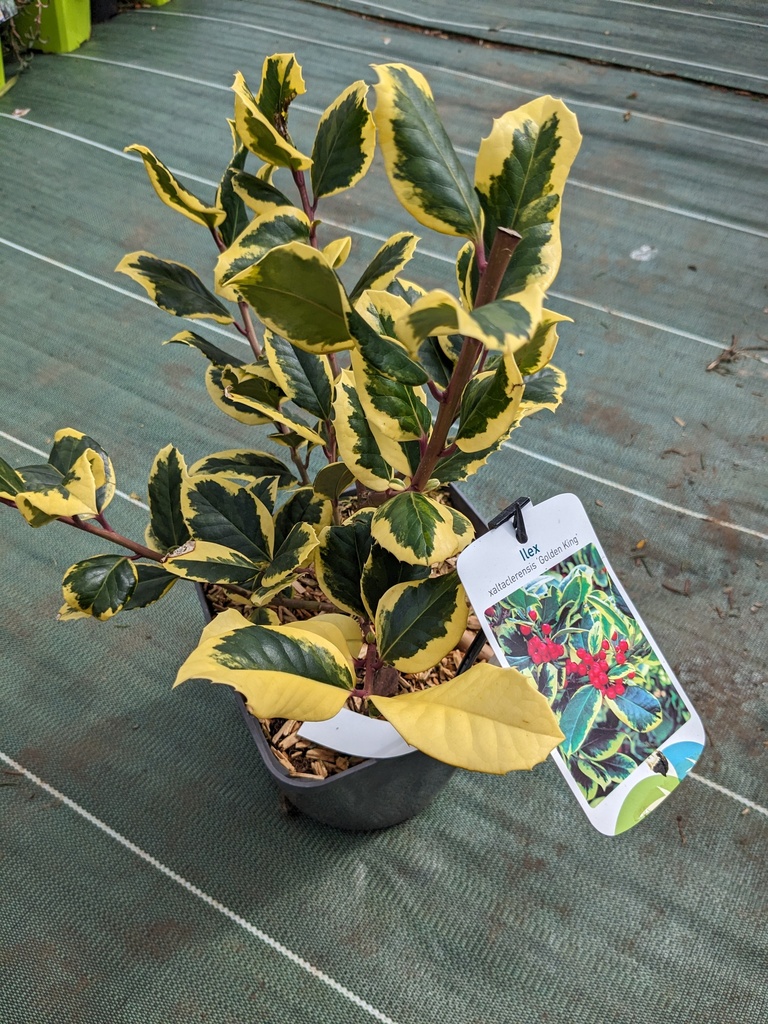 (Houx panach) ILEX x altaclerensis Golden king C.4L RC 