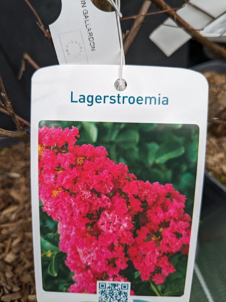 Lilas des Indes / LAGERSTROEMIA Indica
Dynamite (rouge) 4L 