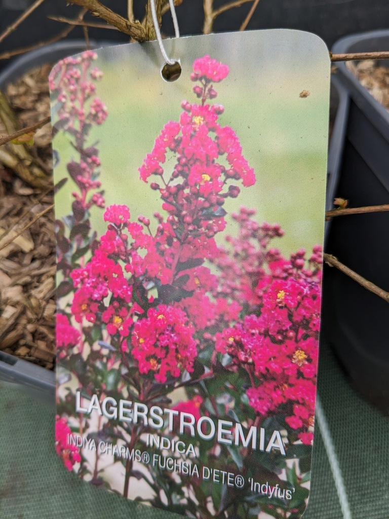 LAGERSTROEMIA collection indiya Fuchsia
d'été (rose) C.4L RC
