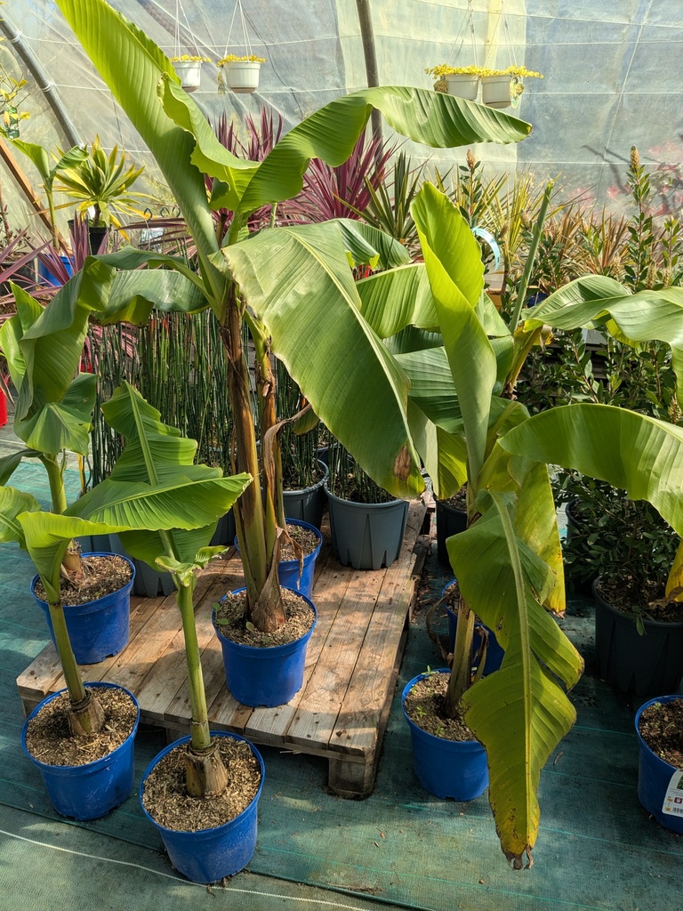 Bananier MUSA basjoo