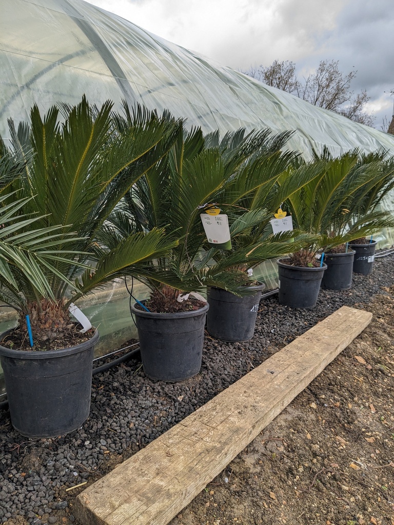 CYCAS revoluta C.15L 