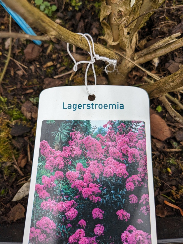 LAGERSTROEMIA indiya Violet d'été (violet)
C.14L