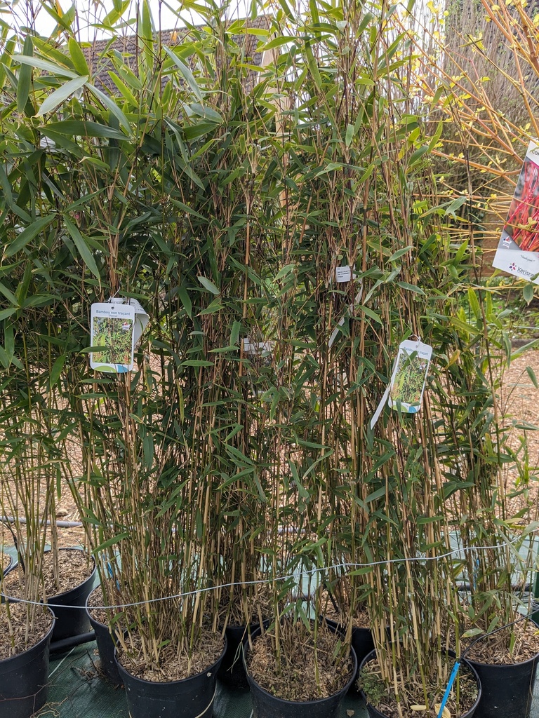 (Bambou) FARGESIA Obelisk 5L
