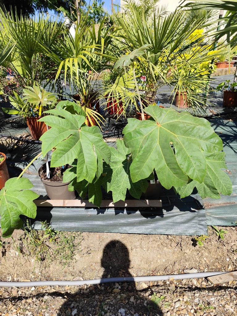 TETRAPANAX papyrifera Rex 