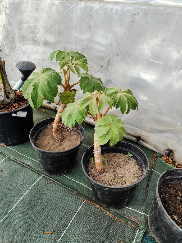 TETRAPANAX papyrifera Rex 