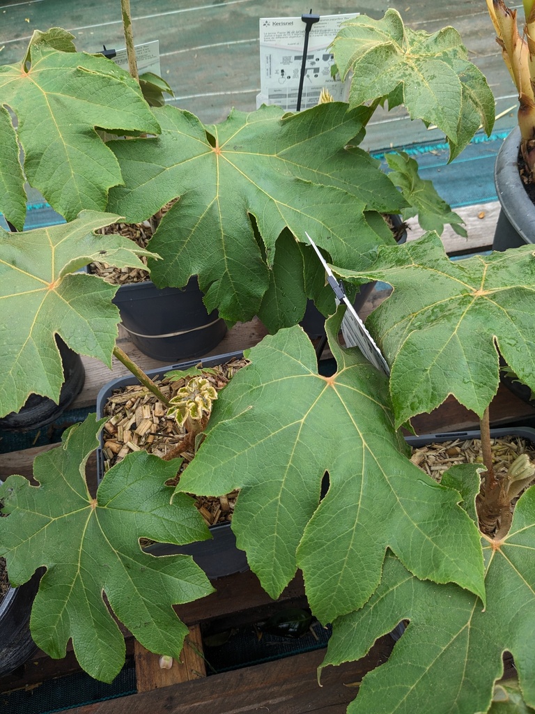 TETRAPANAX papyrifera Rex C.4L RC