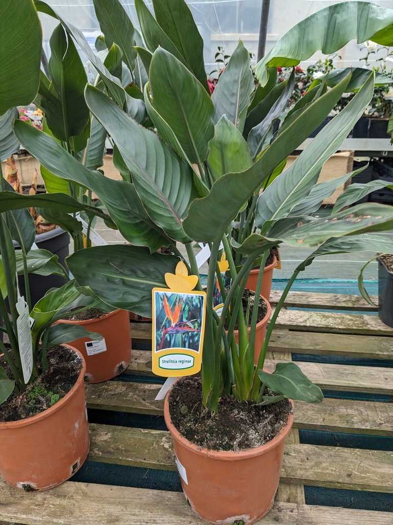 STRELITZIA reginae C.5L