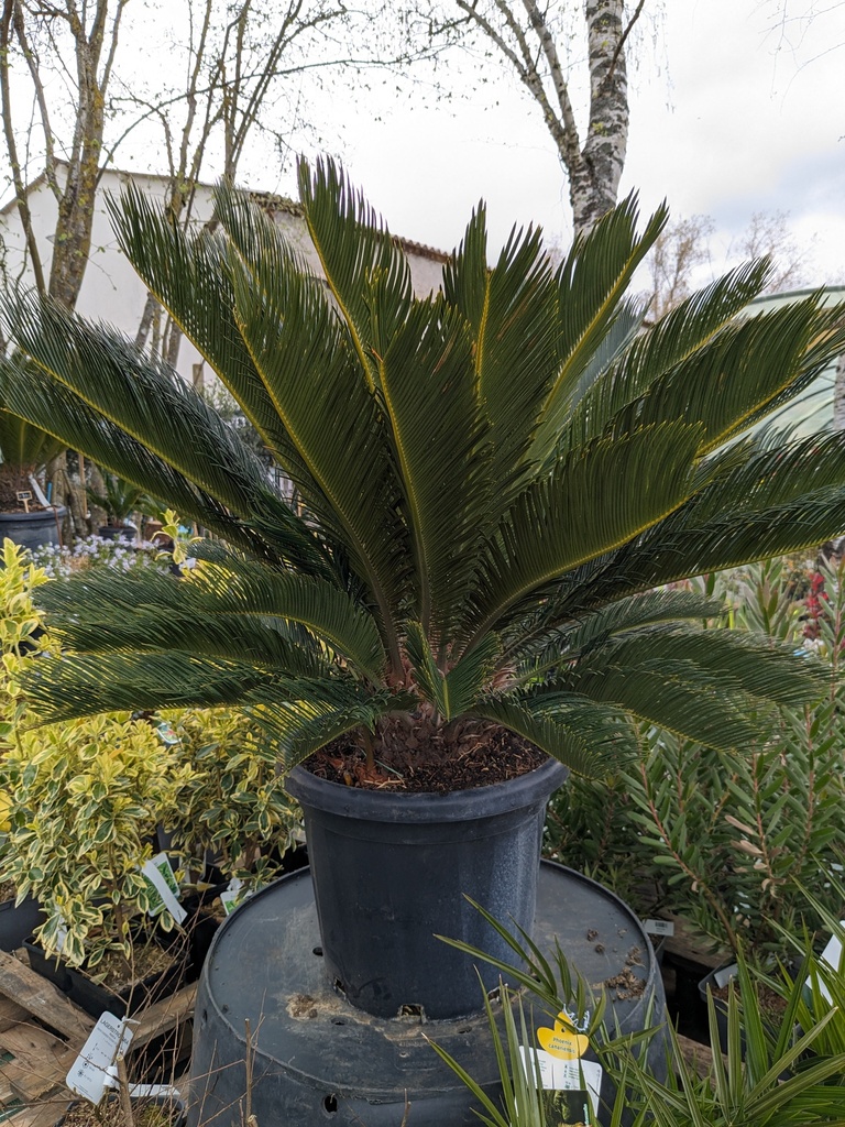 CYCAS revoluta C.30L FARO