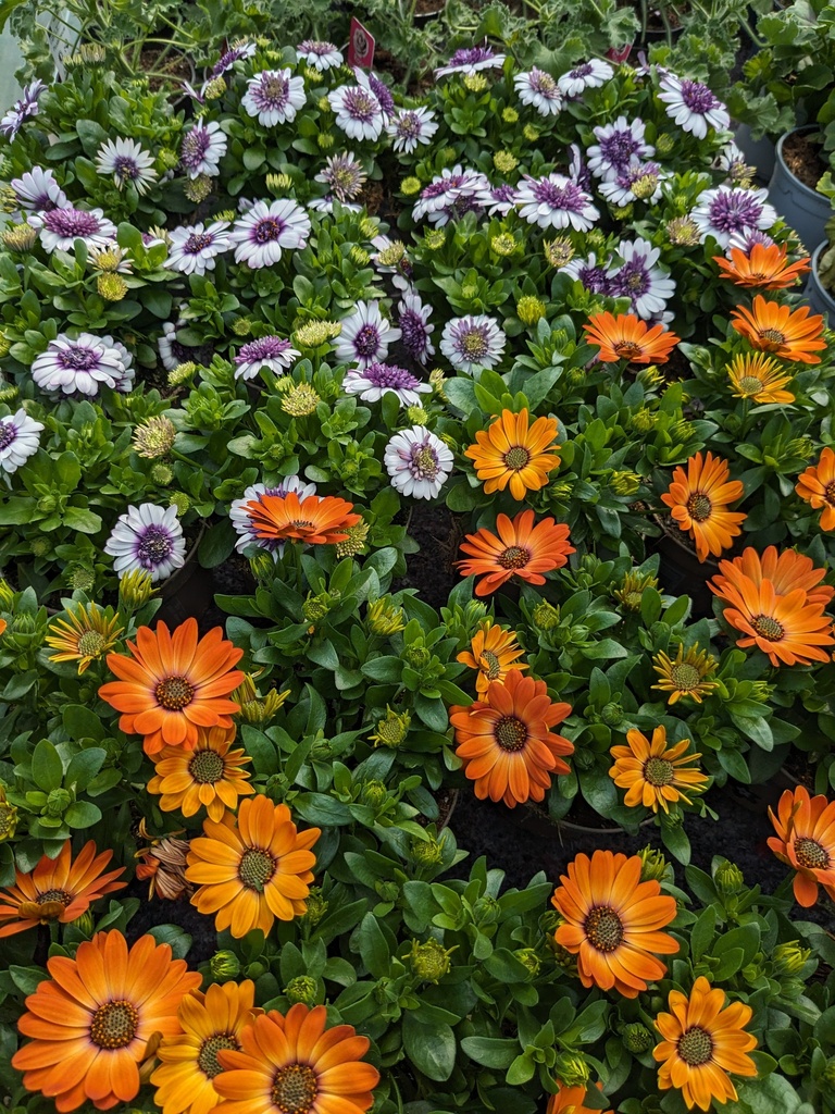 Marguerite du cap "osteospermum"