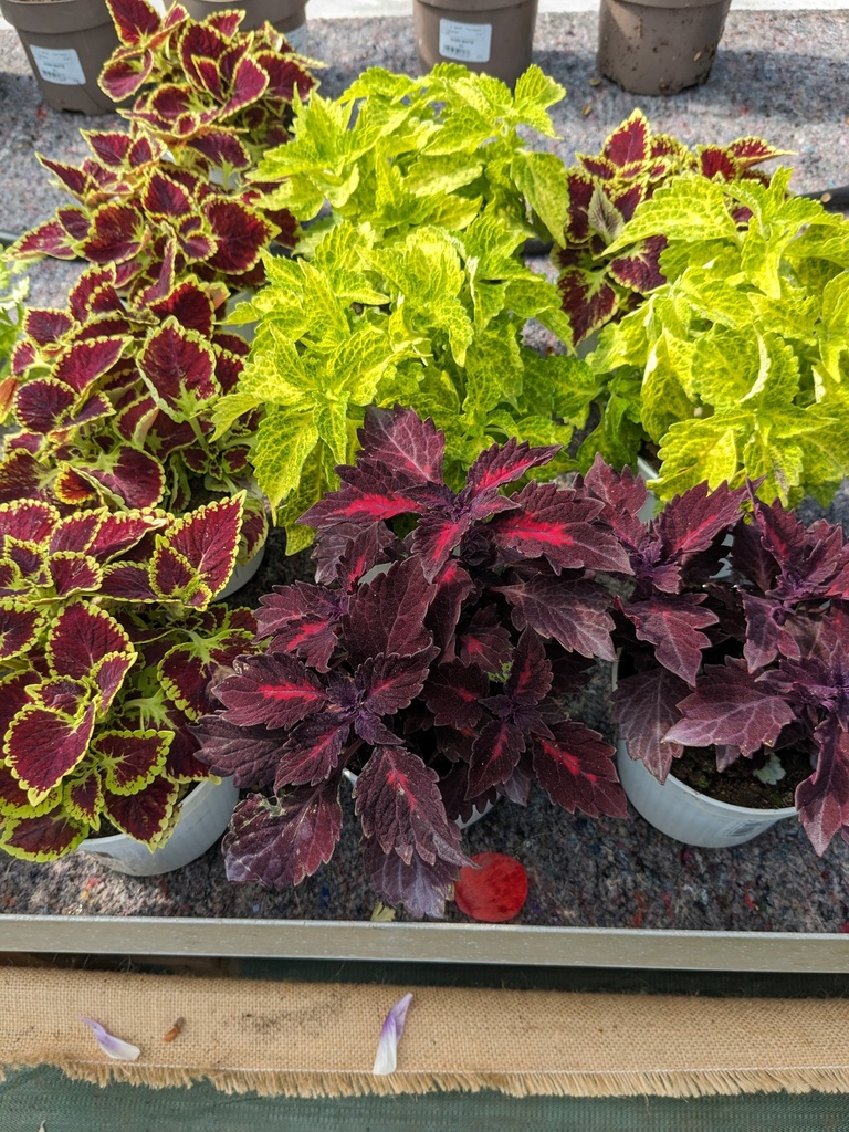 COLEUS M.