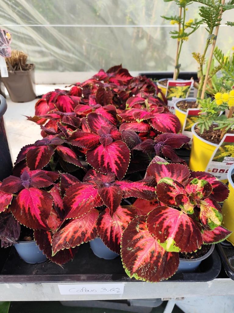 COLEUS