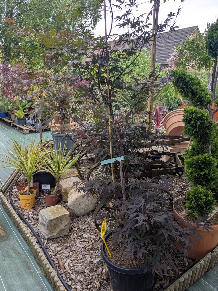 ACER Palmatum Bloodgood - Erable du Japon 25L 125/150