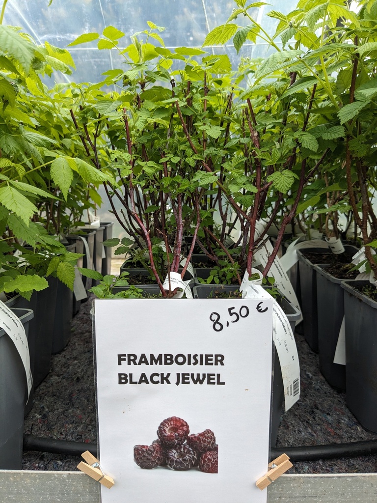 FRAMBOISIER Black jewel 