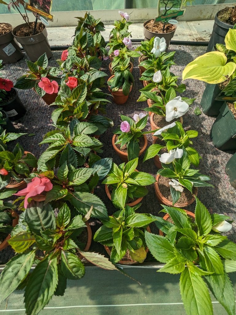 Impatiens F. godet