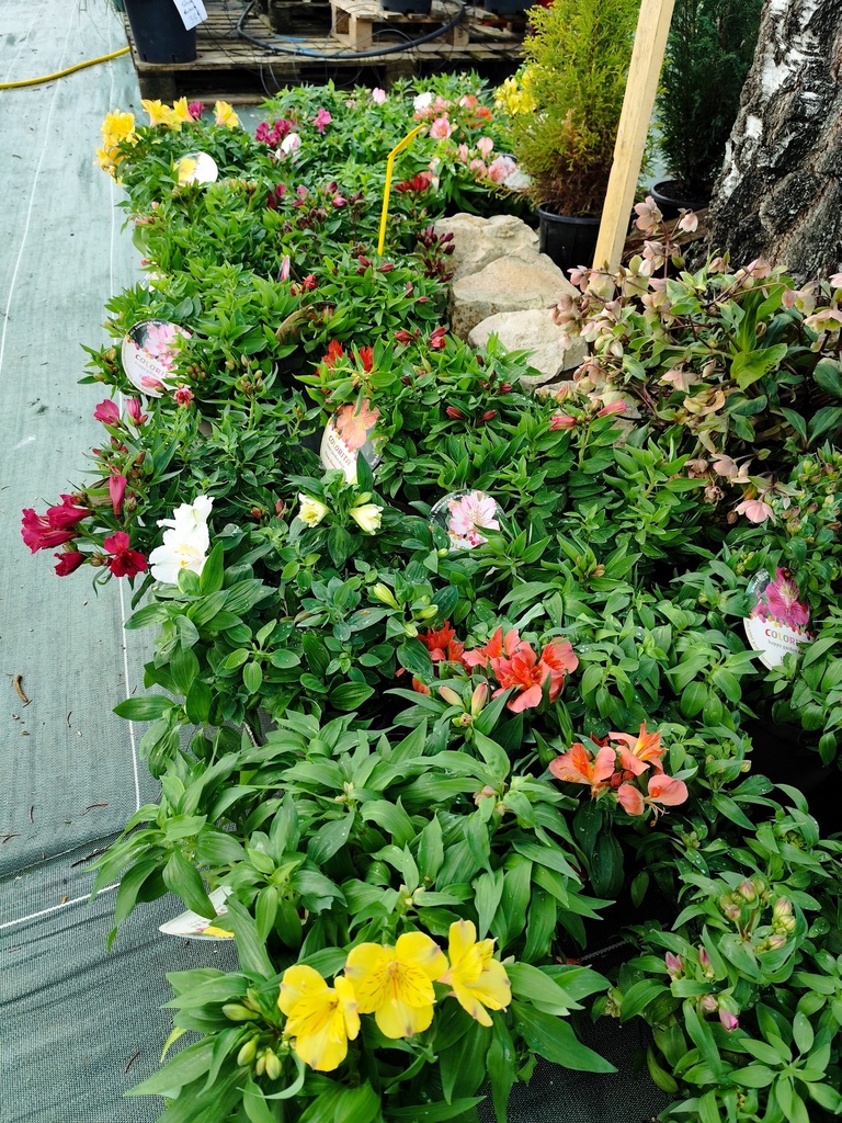Lys des Incas - ALSTROEMERIA 