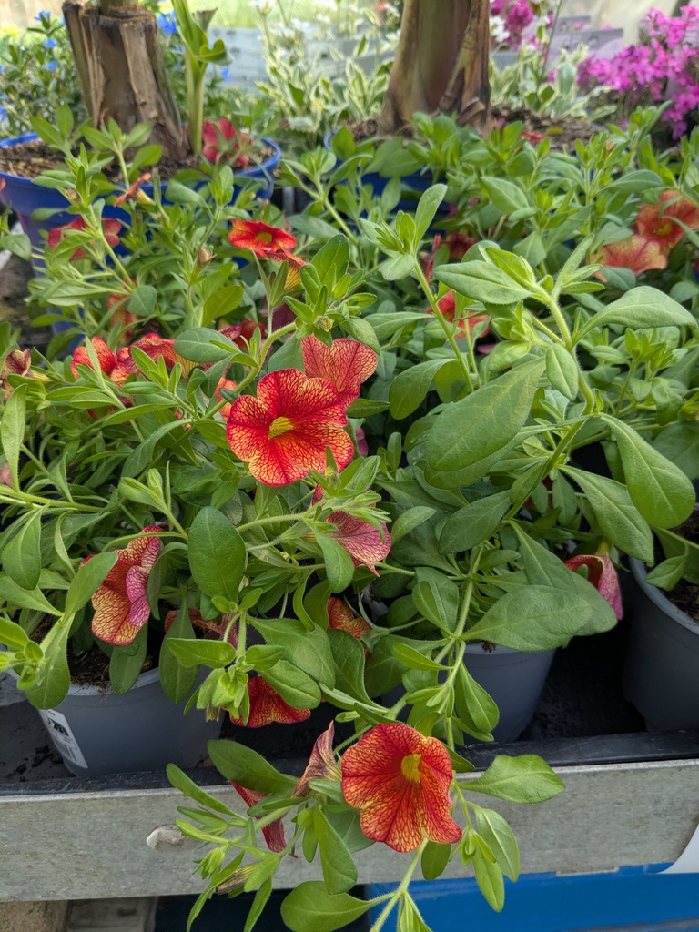 CALIBRACHOA 