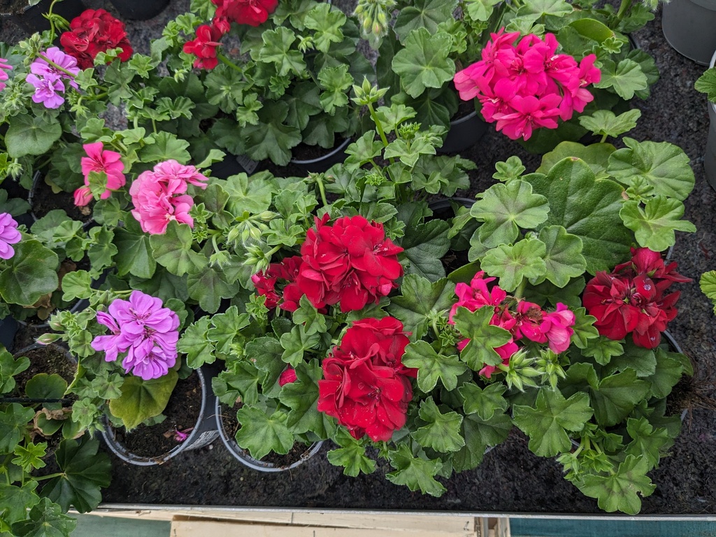 GERANIUM lierre double 0.5 L
PVC : 4,30 €