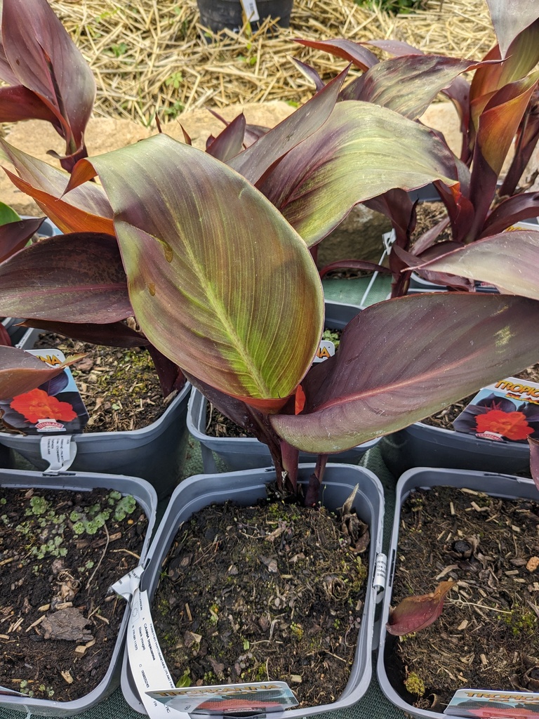 CANNA tropicanna Black (rouge) C.4L RC