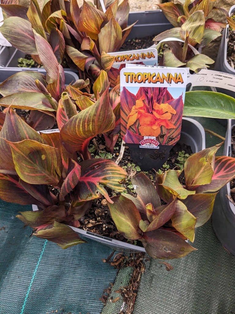 CANNA durban tropicanna  (orange) C.4L 