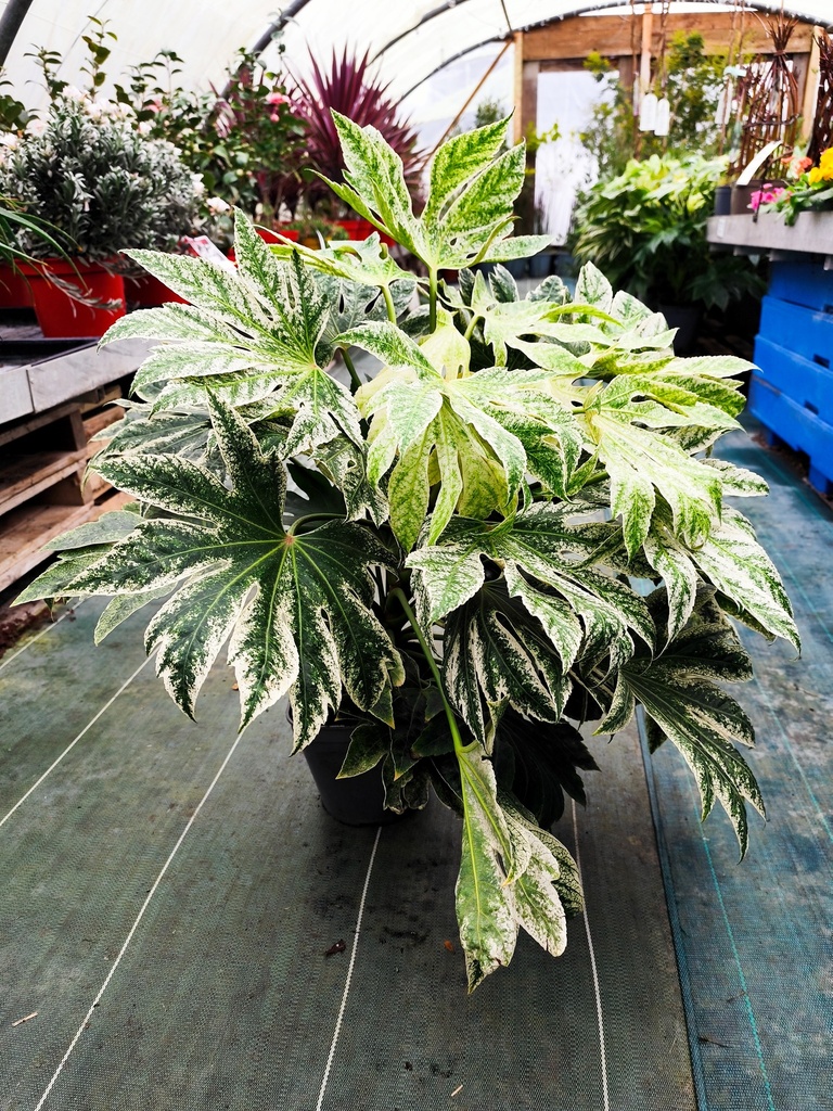 FATSIA japonica Spider's web 4L 
