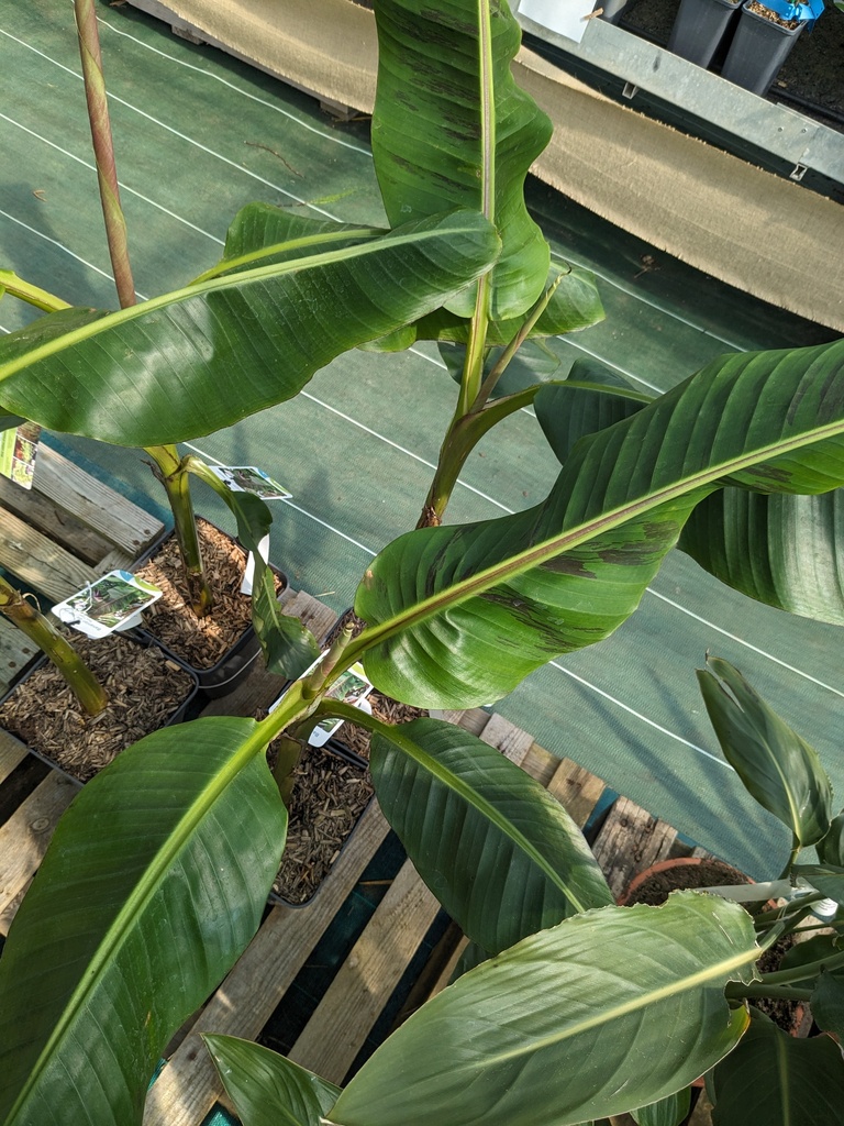 Bananier MUSA sikkimensis Red tiger 