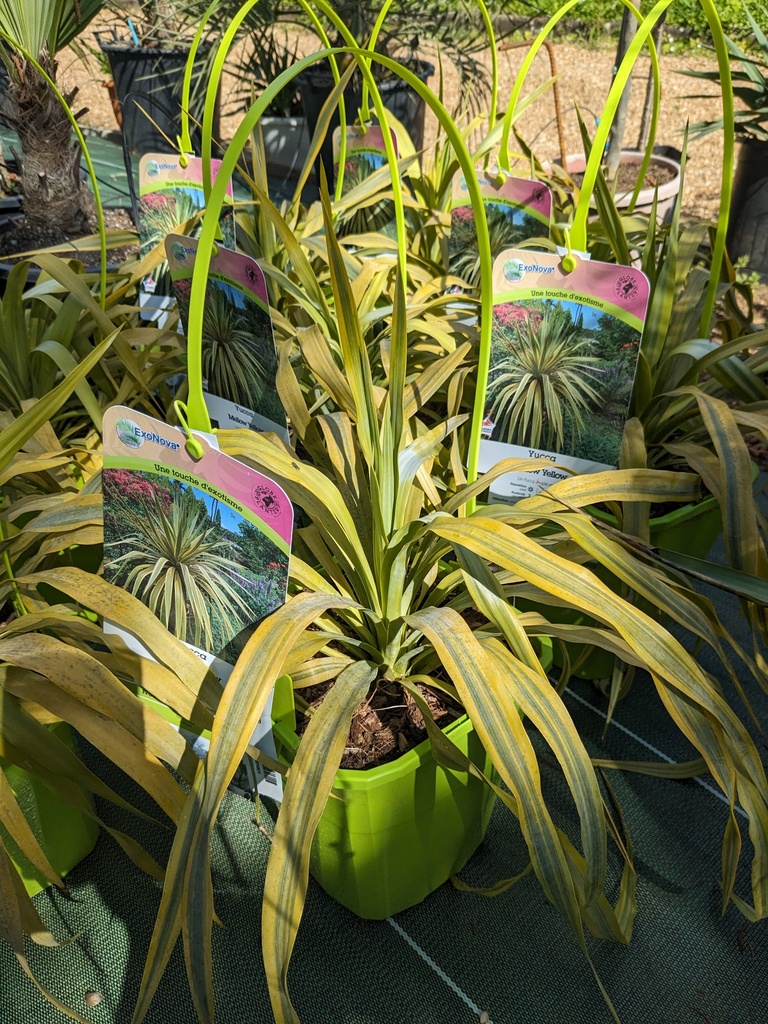 YUCCA x Mellow yellow C.4L GP