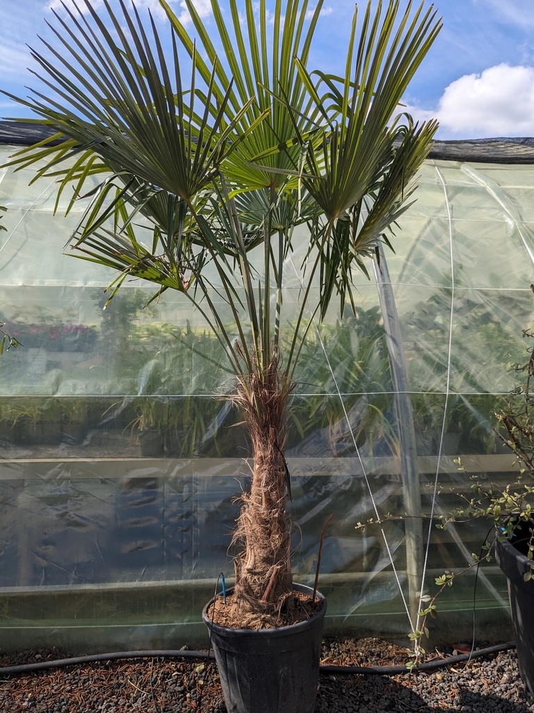 TRACHYCARPUS Fortunei tronc70cm