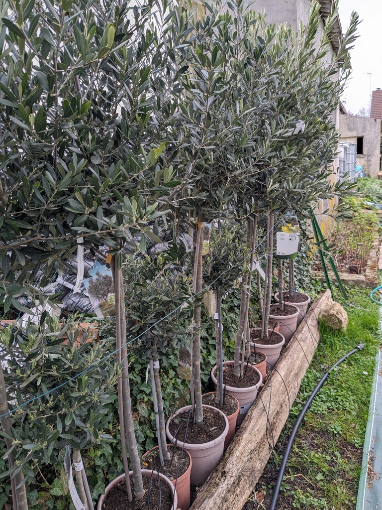 OLEA europaea C.9L 1/4 tige (50 à 90cm)