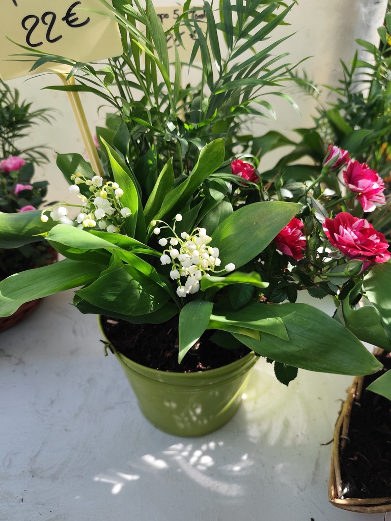 Muguet compo 4 plantes 