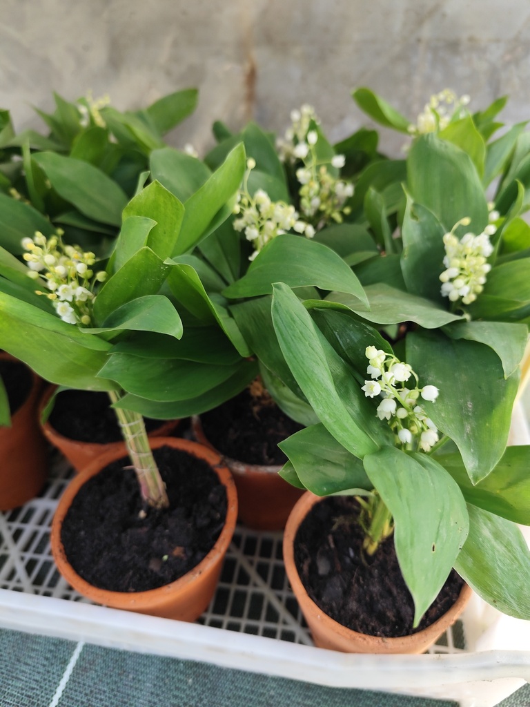 Muguet pot terre.c