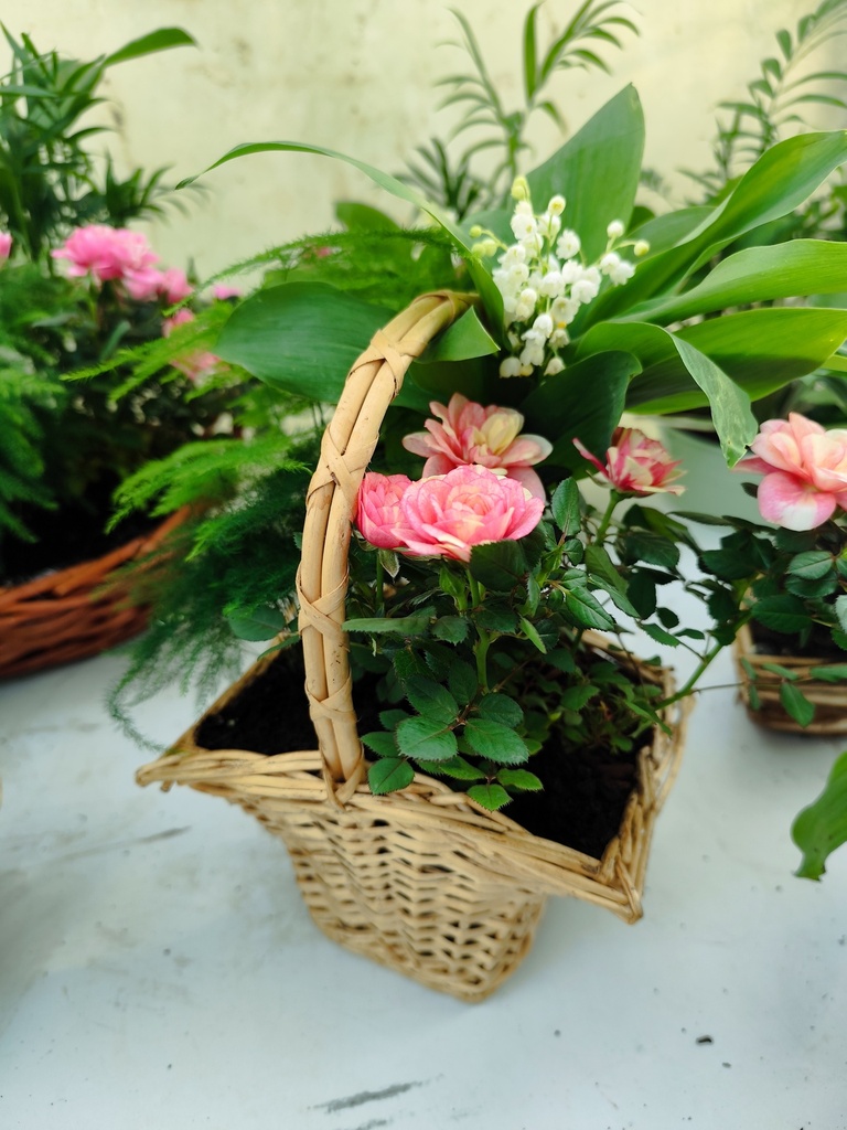 Muguet compo 3 plantes