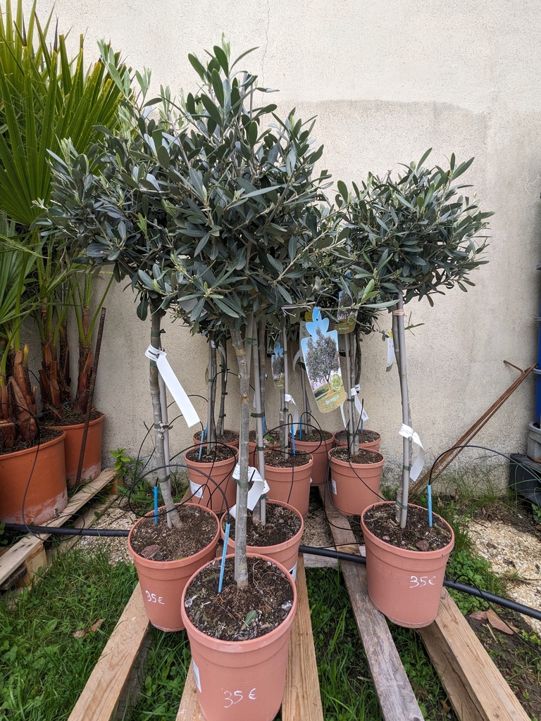 OLEA europaea C.5L 1/4 tige 