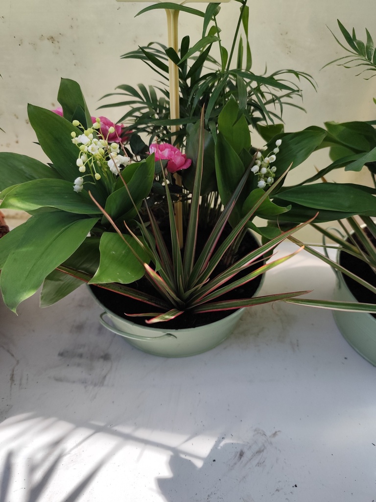 Muguet compo 5 plantes