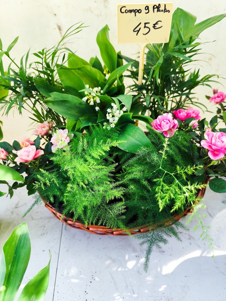 Muguet compo 9 plantes