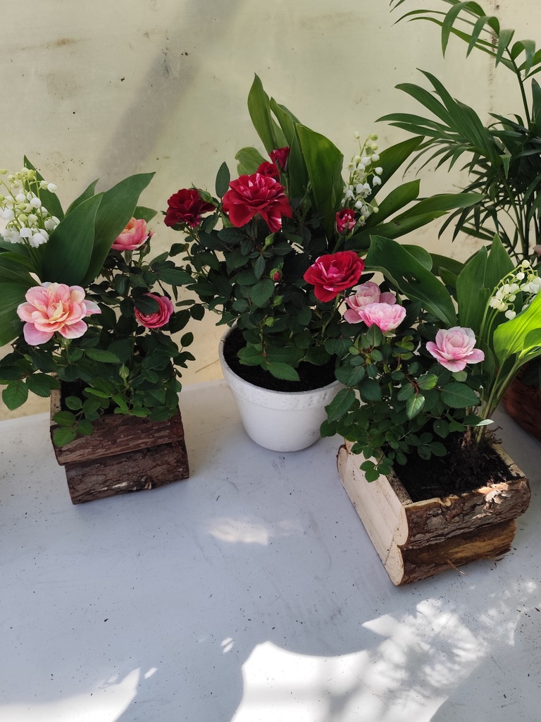 Muguet compo 2 plantes 