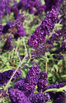 BUDDLEIA Davidii Black Knight 15L