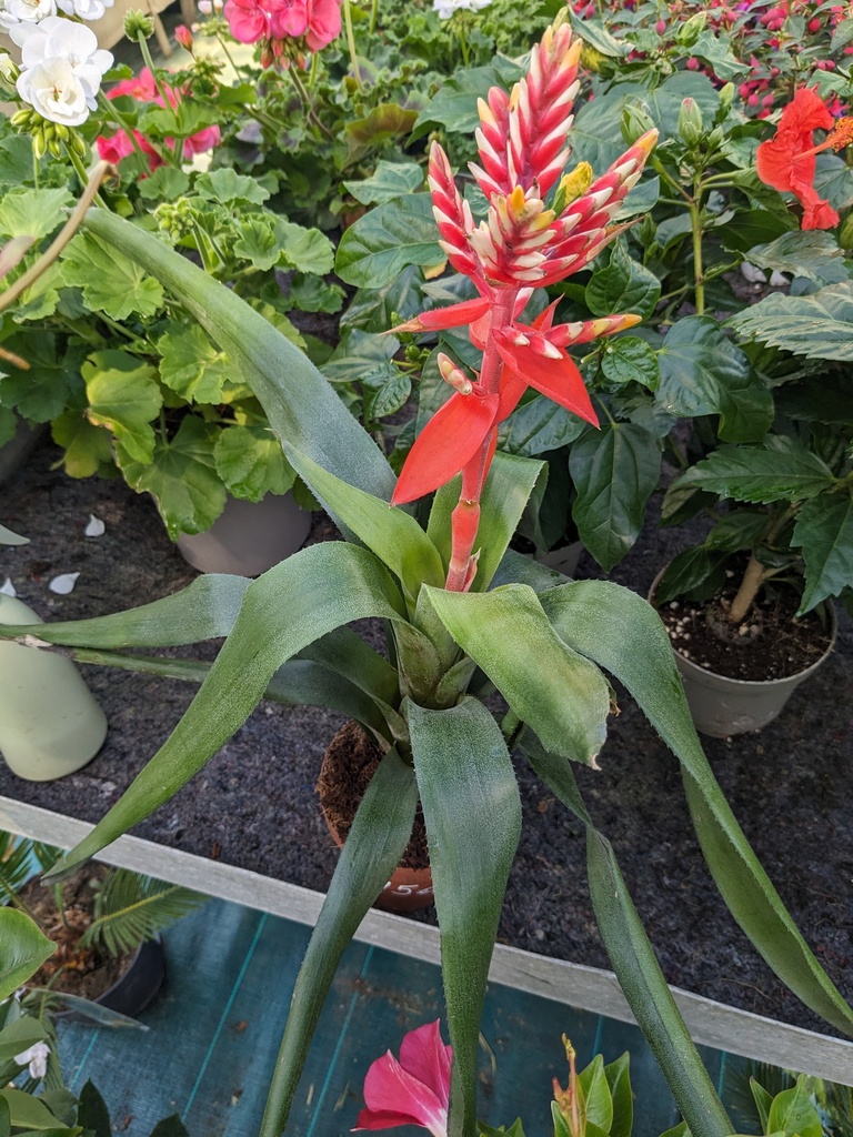 AECHMEA HYBRIDE pepita elegant flames