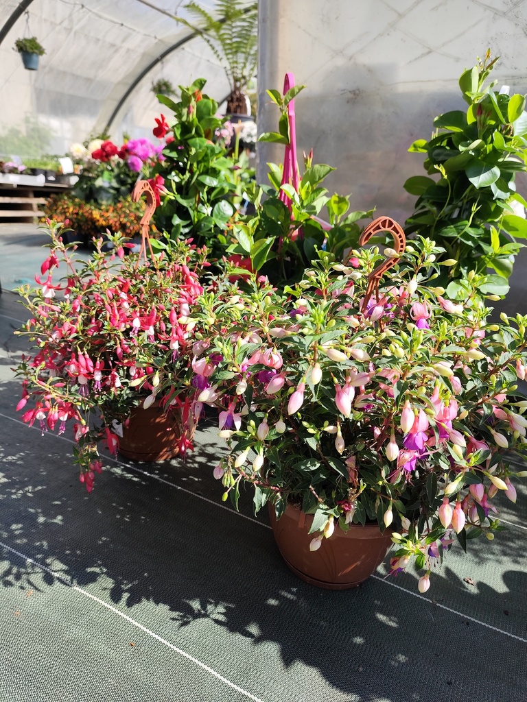 FUCHSIA SUSPENSION 