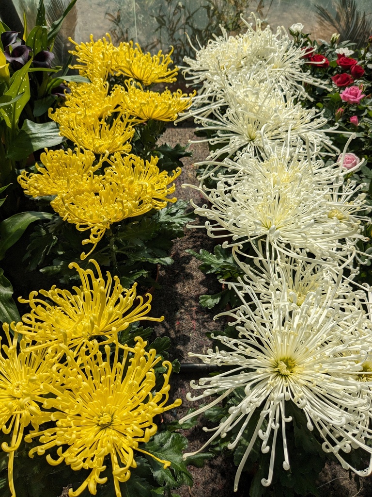 Chrysanthème firework