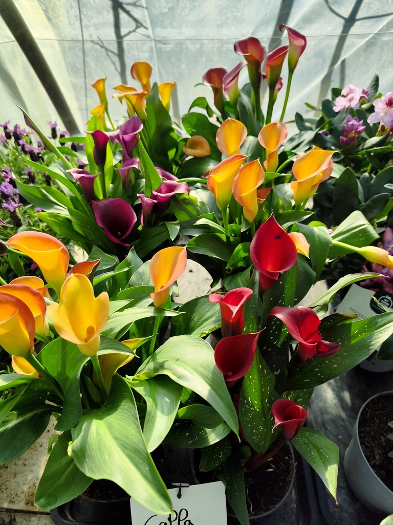 CALLA / Arum 