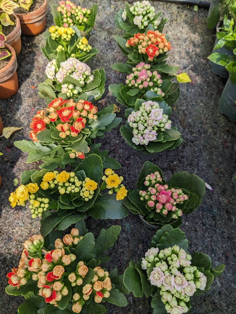 KALANCHOE MINI 