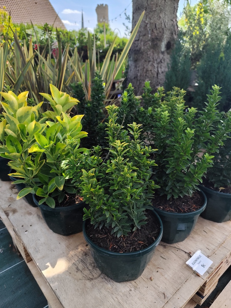 EUONYMUS 3L