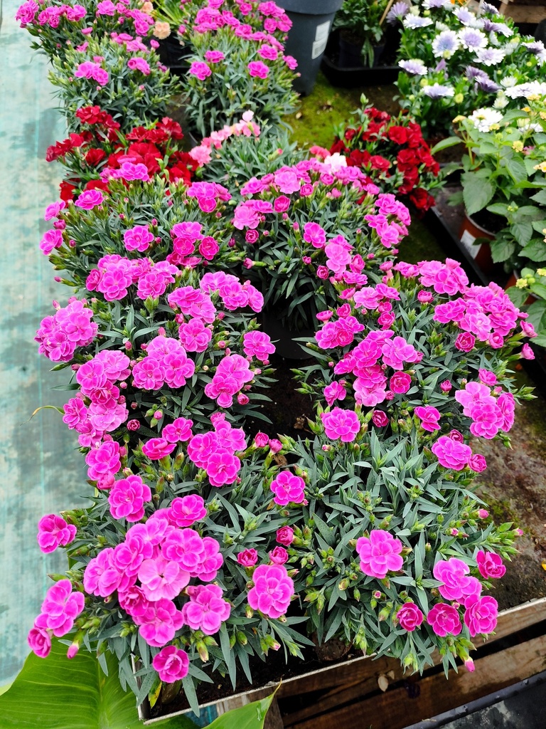 OEILLET commun / DIANTHUS